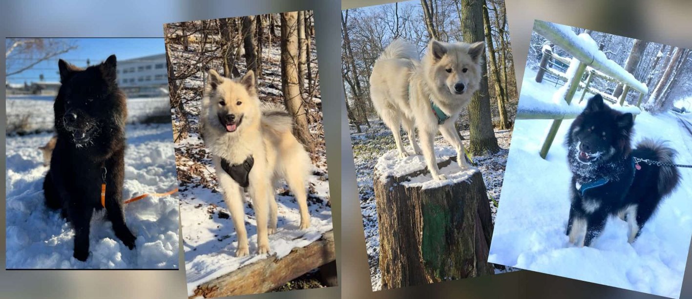 E-Wurf feiert ersten Geburtstag
